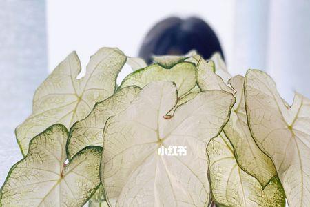 白色恋人彩叶竹芋喜阳喜阴
