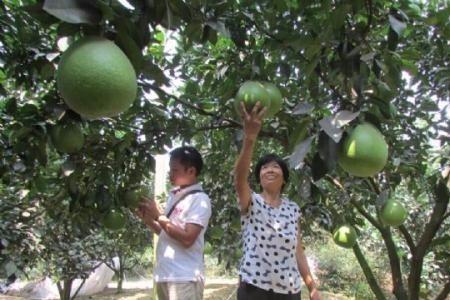 马家柚不开花结果怎么回事