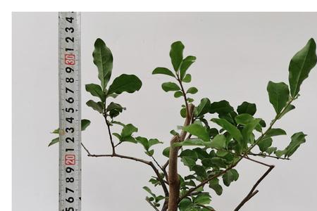 野柿子可以嫁接金弹子吗