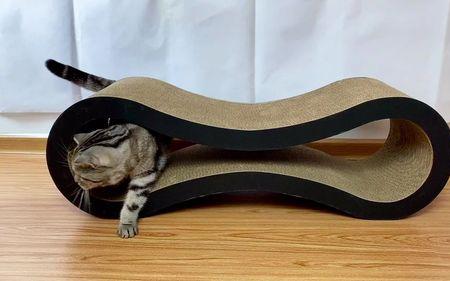 pole cat 是什么鞋