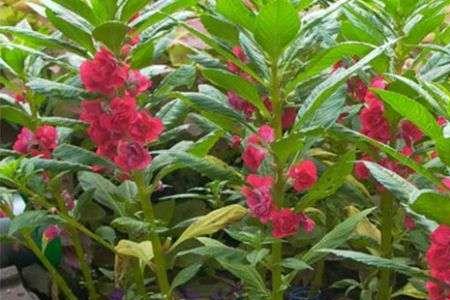 凤仙花的花和百合花的不同点