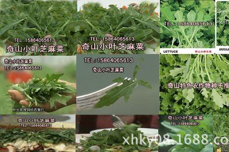 芝麻菜怎么采摘