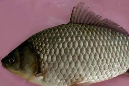 鲫鱼死后多久不能要