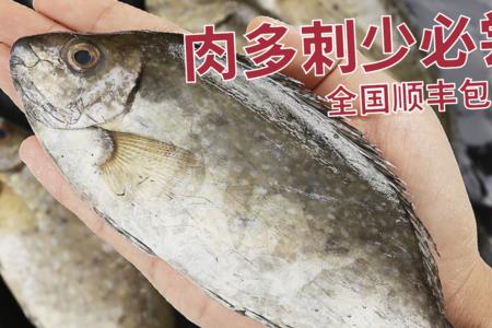 泥猛鱼在海里的哪个水层