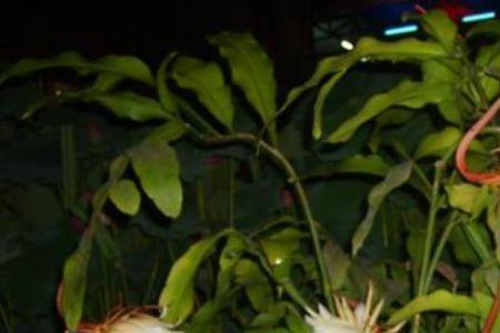 昙花最小开到多少