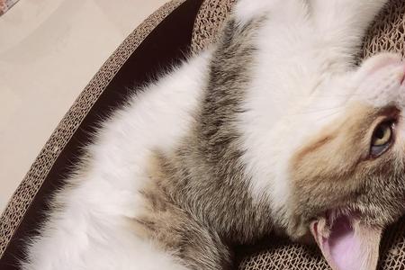 5个月公猫为什么会露隐私出来