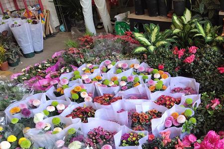 2022春节花鸟市场什么时候开门