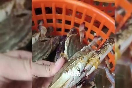 乌饮蟹是梭子蟹吗