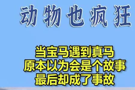 悠悠寸草心撞宝马车是第几集