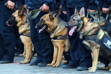 自己家能养警犬吗