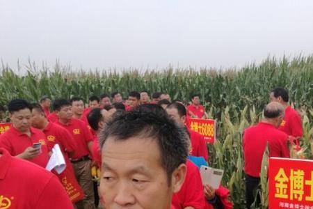金博士688玉米一般亩产量多少