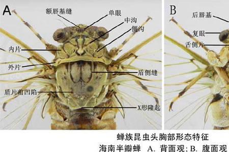 蚁蛉是臭蚊子吗