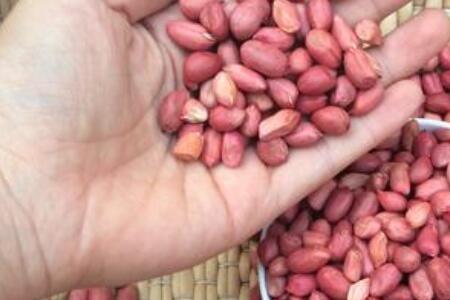 花生米长飞虫什么样