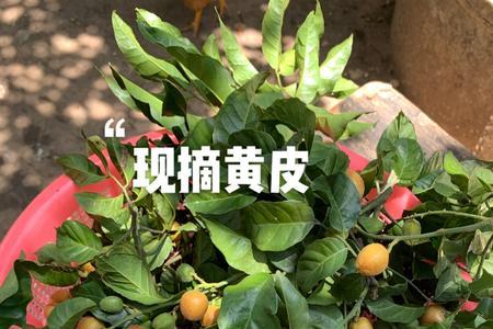 巧妇9妹做黄皮酱
