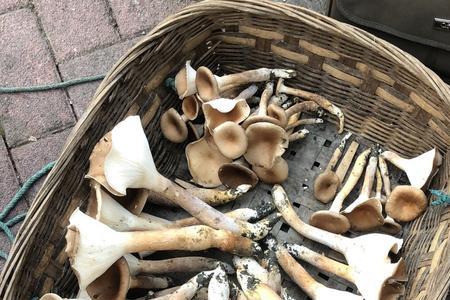 胭脂菌有毒吗