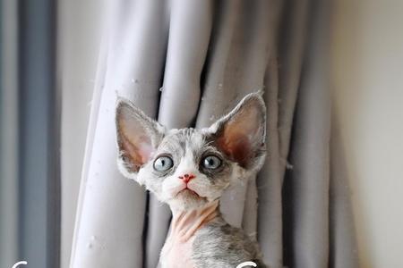 德文卷毛猫有体臭吗
