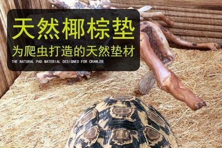 爬宠椰棕垫怎么洗