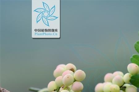 清香木就是七里香吗
