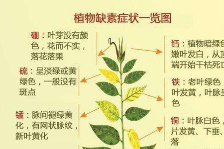 金银花属忌氯作物吗