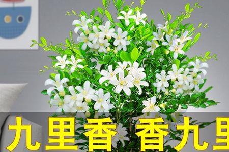 九里香地栽好还是盆栽好