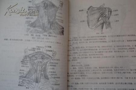 中医用学解剖吗