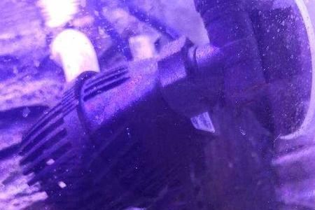 尼罗河珊瑚脱骨能养回来吗