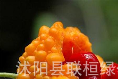 癞葡萄里面怎么会有虫子