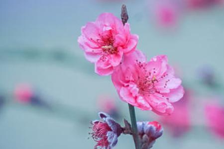 朋友圈发花的照片说明什么