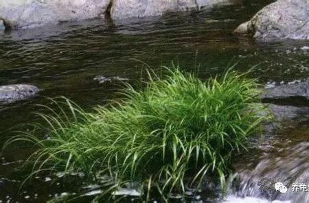 可以用长流水养龟吗