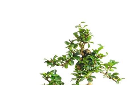 福建茶耐寒吗