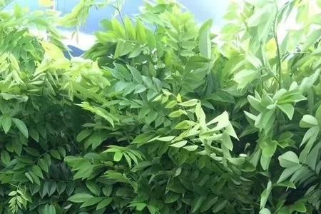 花梨树是什么