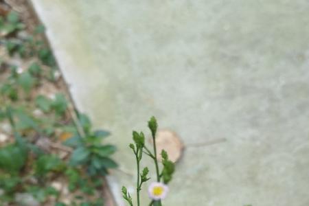 钻叶紫菀怎样种植