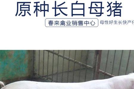 太湖母猪配长白猪后代叫什么