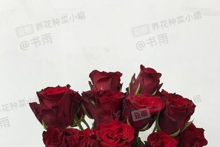玫瑰燃烧的气味唐队长喜欢吗