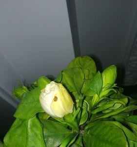 烫水的栀子花怎么会成绿