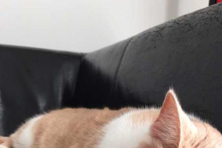 猫咪晒太阳的幽默文案