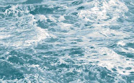 白色海浪学名