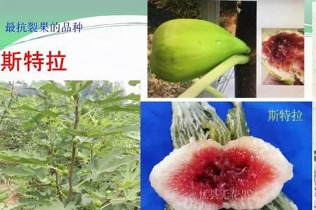 芭劳奈叶片与波姬红叶片的区别