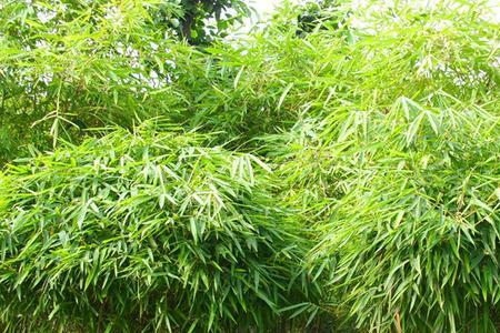 适合庭院种植的竹子