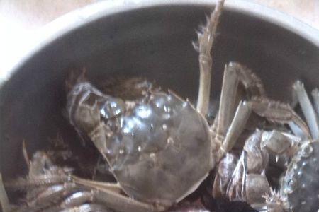 水蟹是死的吗