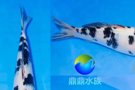 能与锦鲤金鱼一起的工具鱼
