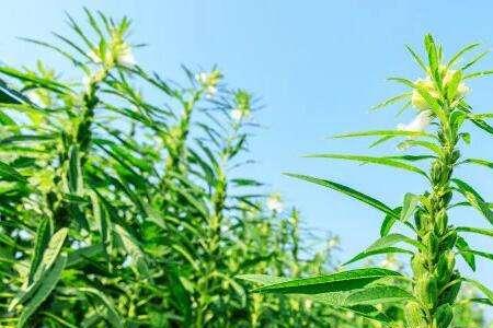 春芝麻生长期多少天