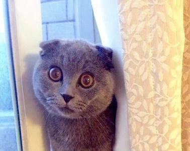 如何跟一只英短蓝猫混熟