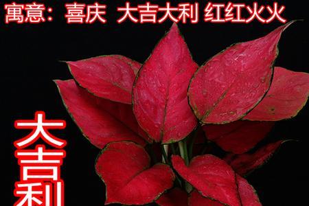 吉利红的花盆里能不能放点苔藓