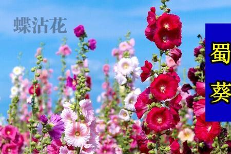 6月份可以播种蜀葵种子吗