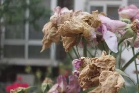 不会枯萎的花什么时候返场