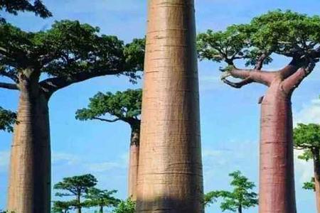 大树高100米对吗