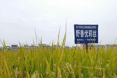 野香优莉丝一共有几个品种