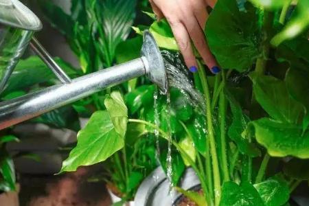 浇花用酸性水还是碱性水好