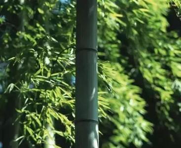 有傲气的植物